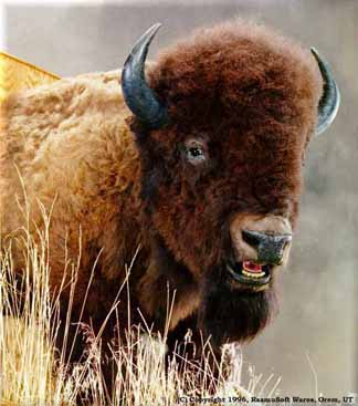 [Buffalo]